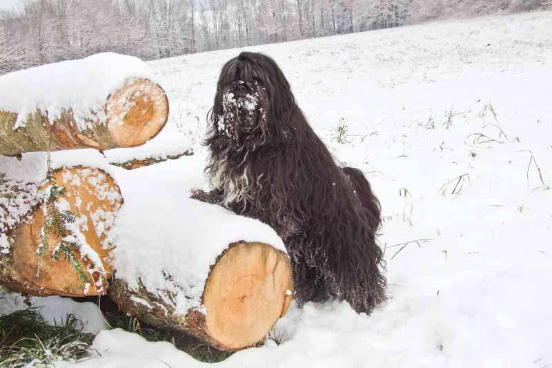 Bhai-ra im Schnee