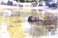 Bhai-ra schwimmt im Teich